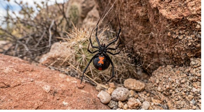 Black Widow, Sonoran Desert, Arizona.